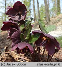 Helleborus ×glandorfensis Coseh 6000