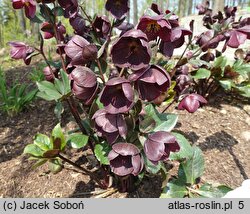 Helleborus ×glandorfensis Coseh 4600