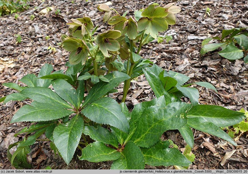 Helleborus ×glandorfensis Coseh 5300