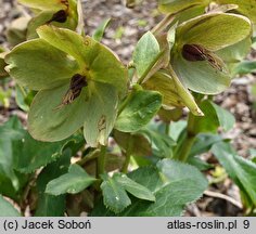 Helleborus ×glandorfensis Coseh 5300