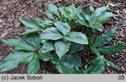 Helleborus ×glandorfensis (ciemiernik glandorfski)