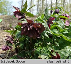 Helleborus ×hybridus Pretty Ellen Red