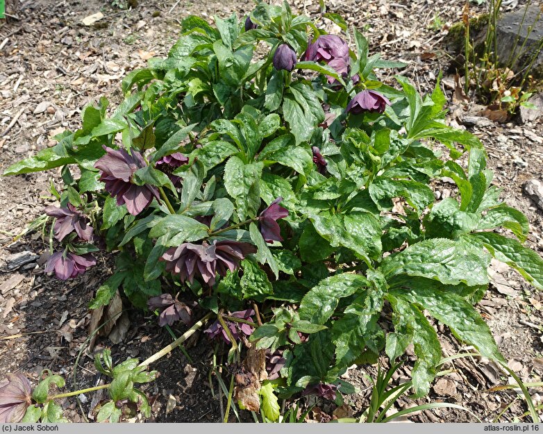 Helleborus ×hybridus Pretty Ellen Red