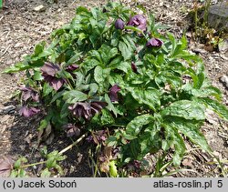 Helleborus ×hybridus Pretty Ellen Red