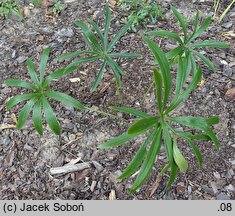 Helleborus multifidus (ciemiernik wielodzielny)