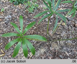 Helleborus multifidus (ciemiernik wielodzielny)