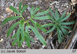 Helleborus multifidus (ciemiernik wielodzielny)