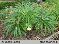 Helleborus multifidus (ciemiernik wielodzielny)