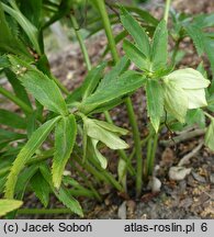 Helleborus multifidus (ciemiernik wielodzielny)