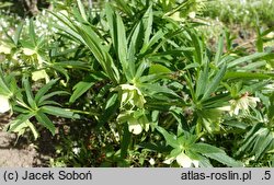 Helleborus multifidus ssp. hercegovinus (ciemiernik wielodzielny)