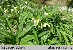 Helleborus multifidus ssp. hercegovinus (ciemiernik wielodzielny)