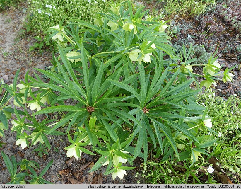 Helleborus multifidus ssp. hercegovinus (ciemiernik wielodzielny)