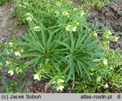 Helleborus multifidus ssp. hercegovinus (ciemiernik wielodzielny)