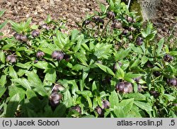 Helleborus orientalis Black Ws