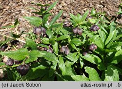 Helleborus orientalis Black Ws