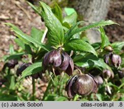 Helleborus orientalis Black Ws