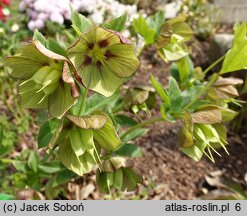 Helleborus orientalis Prince Picotee