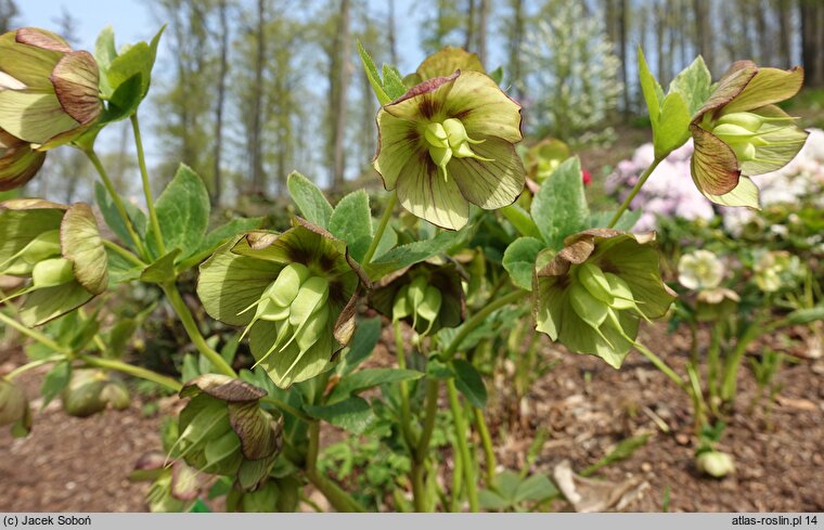 Helleborus orientalis Prince Picotee