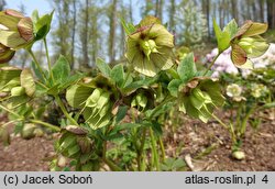 Helleborus orientalis Prince Picotee