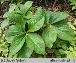 Helleborus orientalis ssp. abchasicus