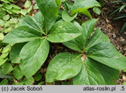 Helleborus orientalis ssp. abchasicus