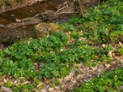 Helleborus viridis