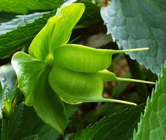 Helleborus viridis