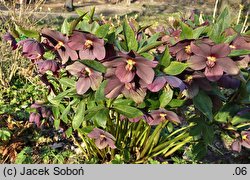 Helleborus Red Ws