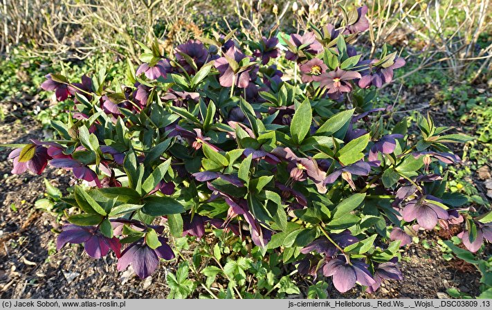 Helleborus Red Ws