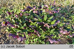 Helleborus Red Ws