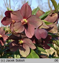 Helleborus Red Ws