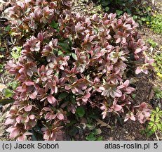 Helleborus ×ericsmithii Candy Love