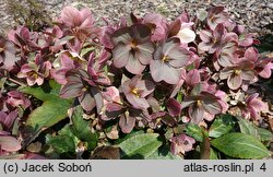 Helleborus ×ericsmithii Coseh 710