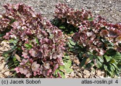 Helleborus ×ericsmithii Coseh 710