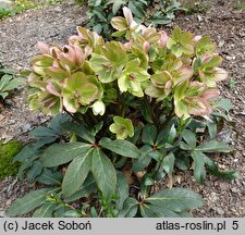 Helleborus ×ericsmithii Coseh 730