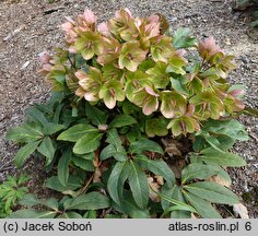 Helleborus ×ericsmithii Coseh 730