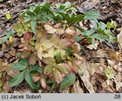 Helleborus ×ericsmithii Coseh 860