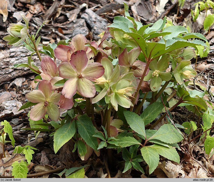 Helleborus ×ericsmithii Coseh 860