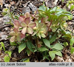 Helleborus ×ericsmithii Coseh 860