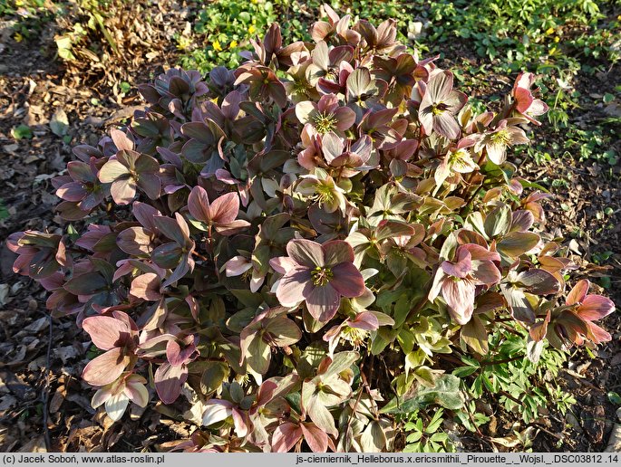 Helleborus ×ericsmithii Pirouette