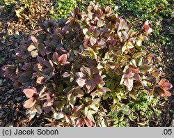 Helleborus ×ericsmithii Pirouette