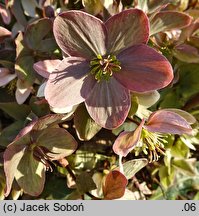 Helleborus ×ericsmithii Pirouette