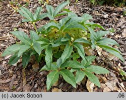 Helleborus ×nigercors