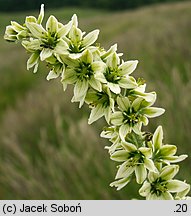 Veratrum album