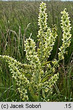 Veratrum album