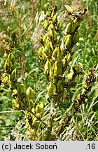 Veratrum album s.str. (ciemiężyca biała)
