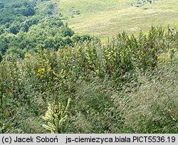 Veratrum album s.str. (ciemiężyca biała)