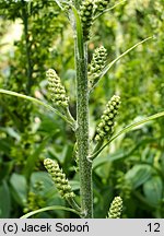 Veratrum nigrum