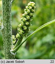 Veratrum nigrum (ciemiężyca czarna)