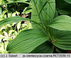 Veratrum nigrum (ciemiężyca czarna)